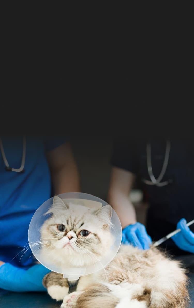 cat getting injection